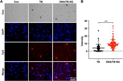 Facile preparation of toluidine blue-loaded DNA nanogels for anticancer photodynamic therapy